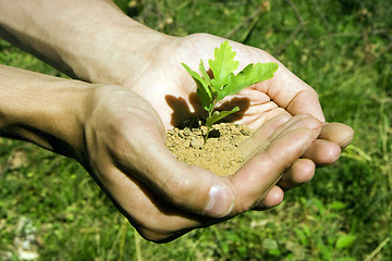 Image showing Small tree in hands