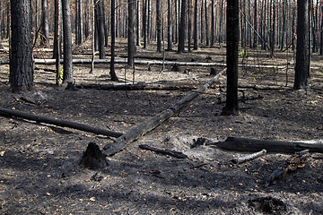 Image showing Burnt forest