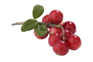 Image showing Bunch of fresh cranberries