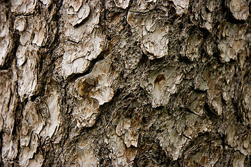 Image showing bark