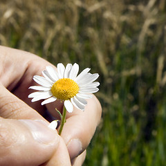 Image showing Guessing on a camomile