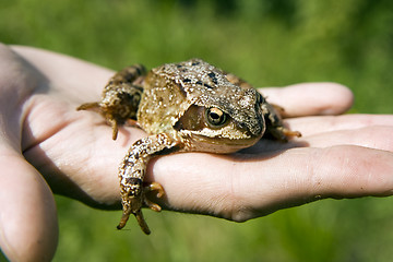 Image showing frog