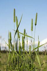 Image showing green grass