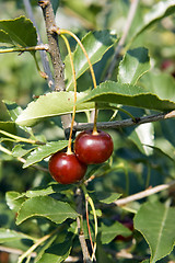 Image showing cherry 