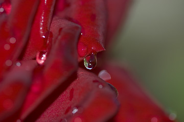 Image showing Dew drop on a petal of a red rose