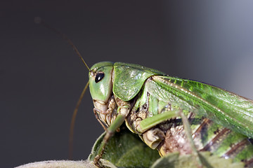 Image showing grasshopper