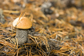 Image showing Aspen mushroom