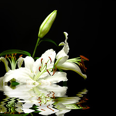 Image showing White flowers and reflexion