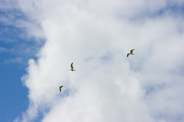 Image showing Birds soaring in the summer sky