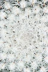 Image showing Abstract photo of a cactus