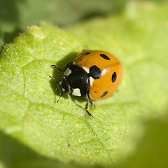 Image showing ladybird 