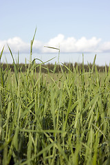 Image showing grass