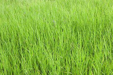 Image showing grass 