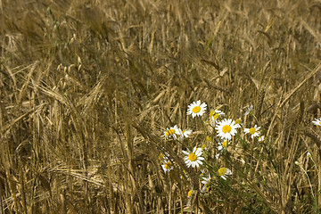 Image showing Cereal field