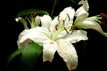 Image showing lilies