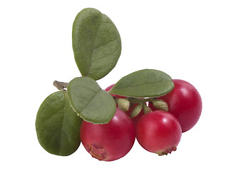 Image showing Bunch of fresh cranberries