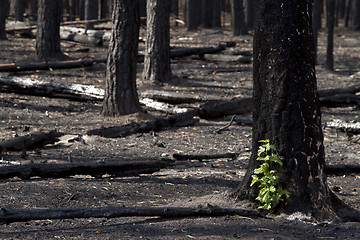 Image showing Burnt forest