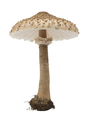 Image showing  edible mushrooms