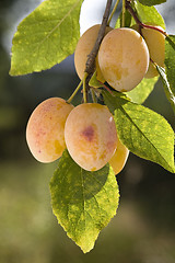 Image showing yellow plums on branch