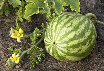 Image showing watermelon growing in the field.