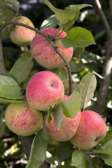 Image showing Ripe, juicy apples on a branch.