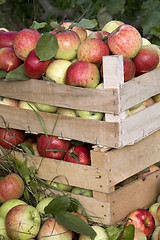 Image showing wooden boxes full of ripe apples