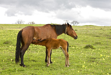 Image showing horse and foal drinking milk