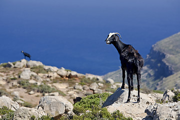 Image showing mountain goats