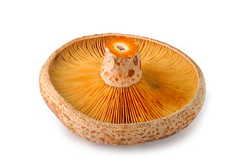 Image showing edible mushrooms