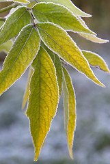 Image showing green leaves  with  frost