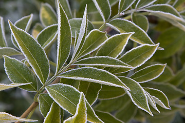 Image showing green leaves  with  frost