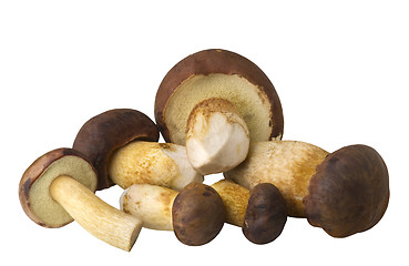 Image showing edible mushrooms