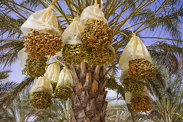 Image showing date palm