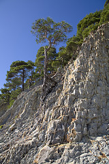 Image showing pine tree on the stone