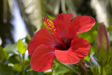 Image showing tropical  flowers(Hibiscus)