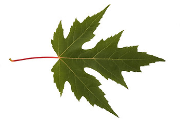 Image showing autumn leaf