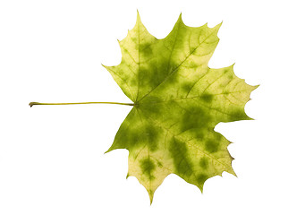 Image showing autumn leaf