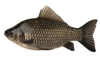Image showing raw fish crucian isolated on the white background