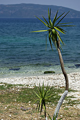 Image showing Tree At Beach