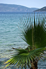 Image showing Palm Tree