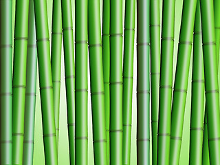 Image showing Bamboo Forest Background 2