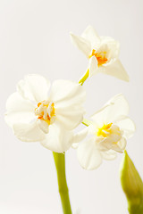 Image showing Daffodils