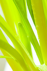 Image showing Green leaves with water droplets