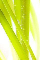 Image showing Green leaves with water droplets