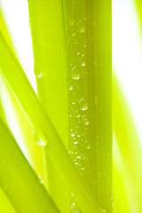 Image showing Green leaves with water droplets