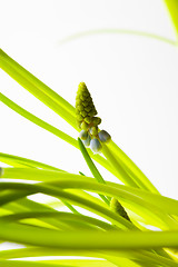 Image showing Muscari flower