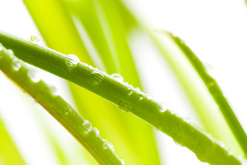 Image showing Green leaves with water droplets