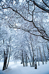Image showing Winter trees