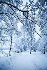 Image showing Winter trees