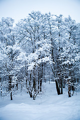 Image showing Winter trees